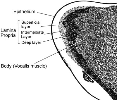 Vocal fold section